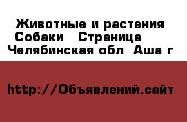 Животные и растения Собаки - Страница 10 . Челябинская обл.,Аша г.